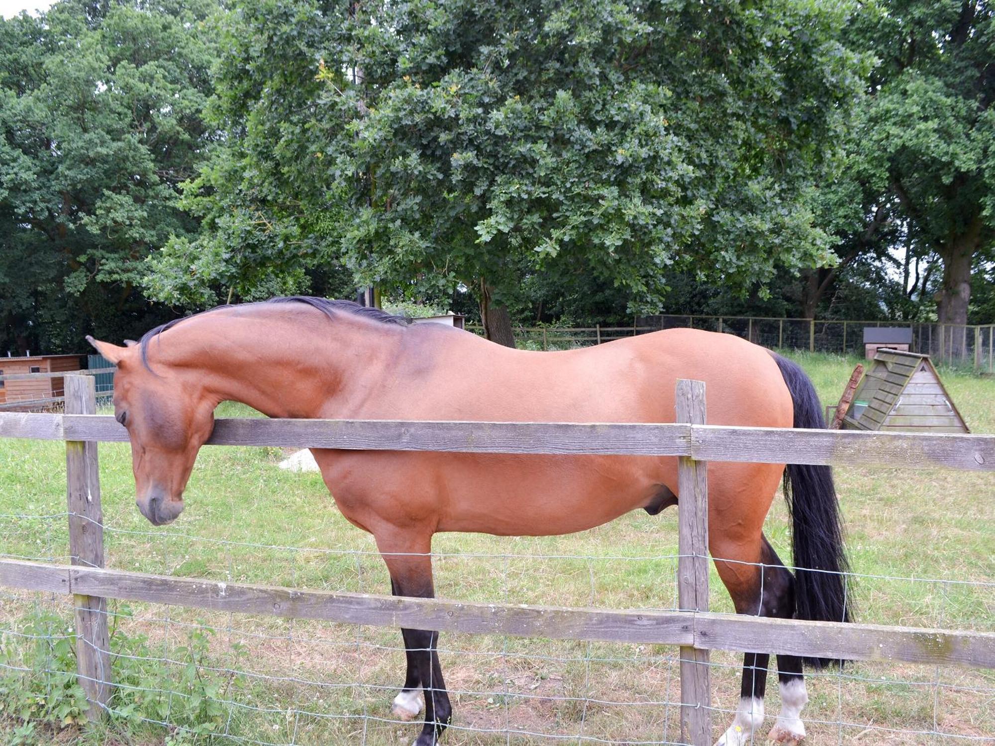 Little Barn - Ukc2539 Fordingbridge